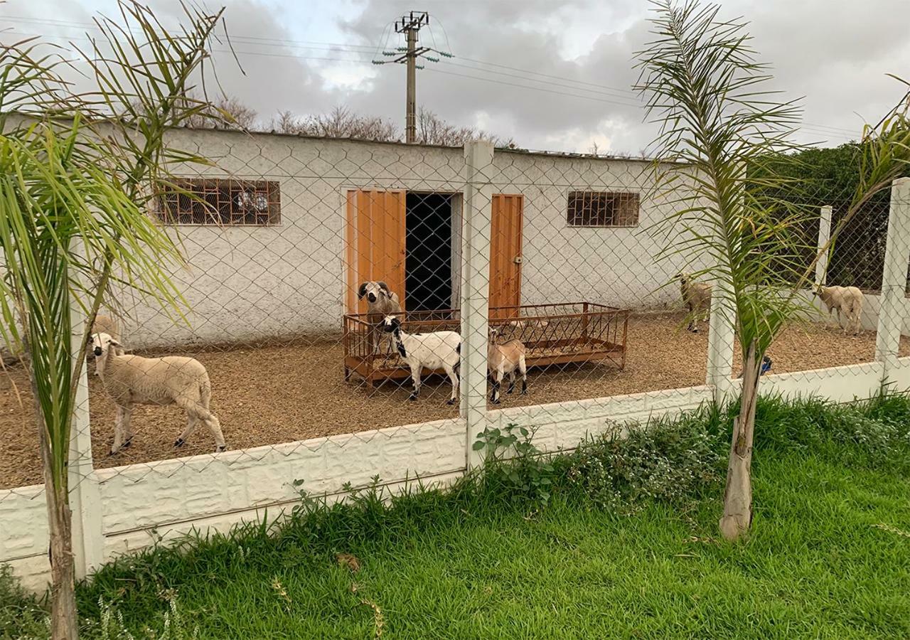 Palm Grove Farm Villa Tit Mellil Eksteriør billede
